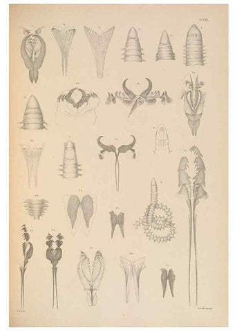 Reproducción/Reproduction 24867200671: A monograph of the British marine annelids.. London,The Ray society,1873/1900-1922/23.
