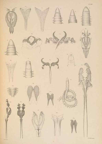 Reproducción/Reproduction 24867200671: A monograph of the British marine annelids.. London,The Ray society,1873/1900-1922/23.