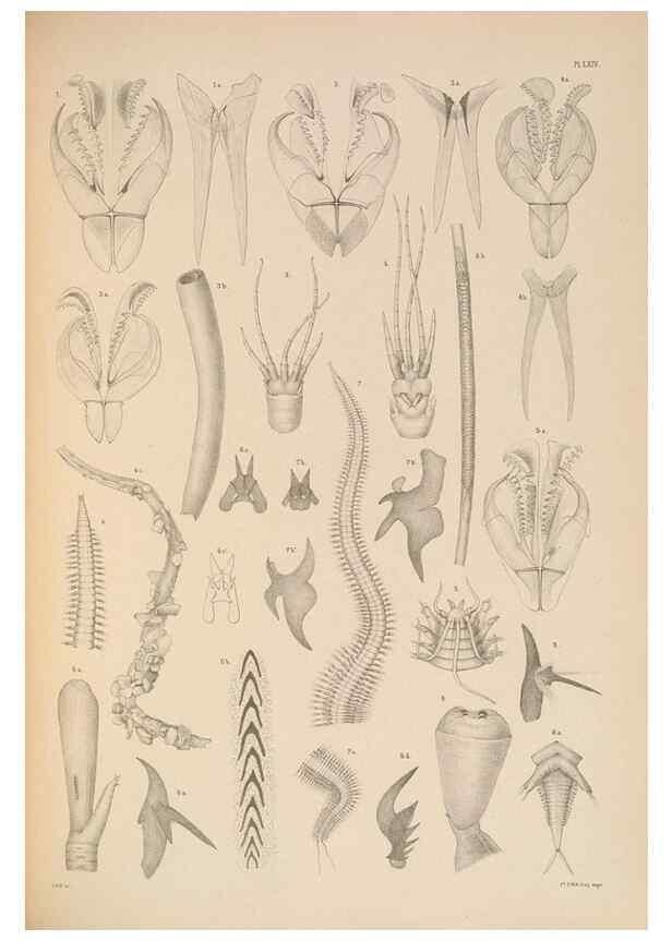 Reproducción/Reproduction 24329927934: A monograph of the British marine annelids.. London,The Ray society,1873/1900-1922/23.