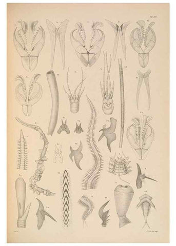 Reproducción/Reproduction 24329927934: A monograph of the British marine annelids.. London,The Ray society,1873/1900-1922/23.
