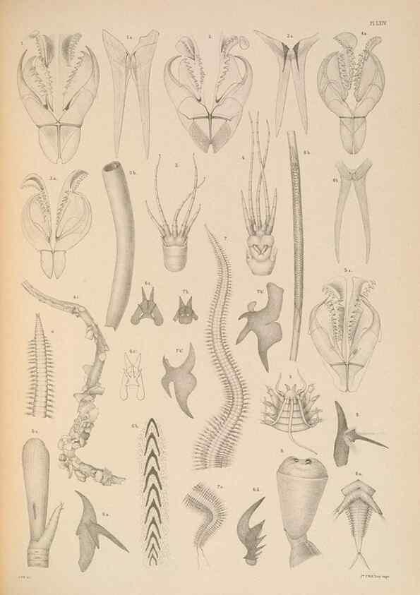 Reproducción/Reproduction 24329927934: A monograph of the British marine annelids.. London,The Ray society,1873/1900-1922/23.