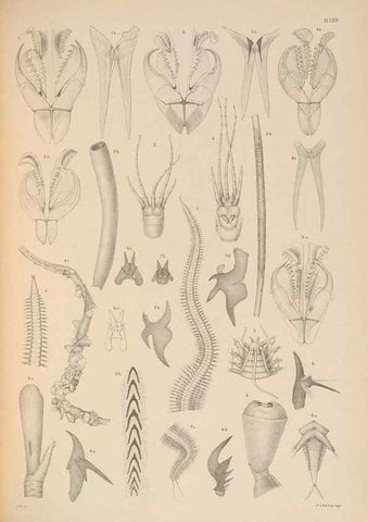 Reproducción/Reproduction 24329927934: A monograph of the British marine annelids.. London,The Ray society,1873/1900-1922/23.