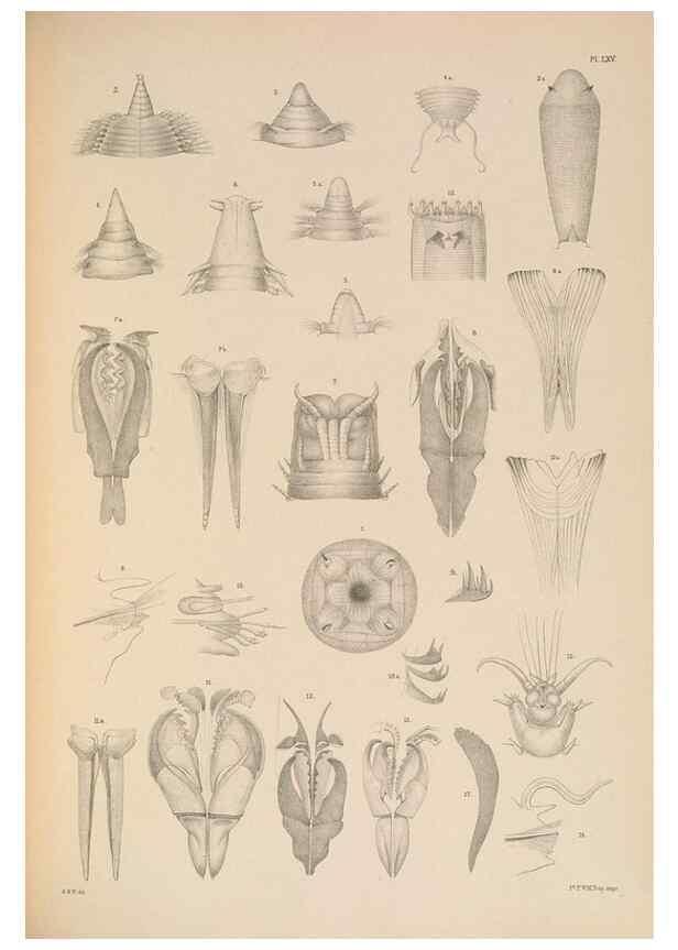 Reproducción/Reproduction 24960524535: A monograph of the British marine annelids.. London,The Ray society,1873/1900-1922/23.