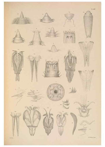 Reproducción/Reproduction 24960524535: A monograph of the British marine annelids.. London,The Ray society,1873/1900-1922/23.