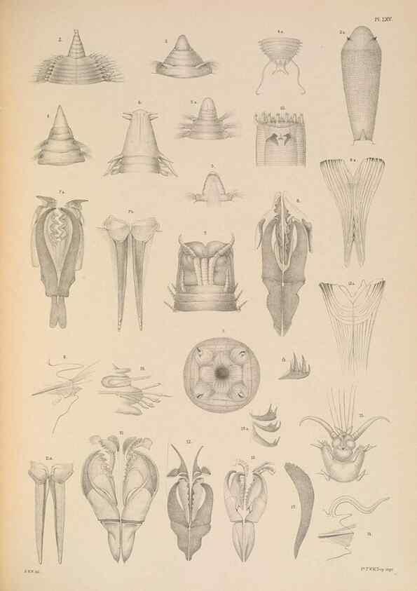 Reproducción/Reproduction 24960524535: A monograph of the British marine annelids.. London,The Ray society,1873/1900-1922/23.