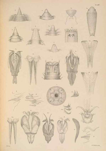 Reproducción/Reproduction 24960524535: A monograph of the British marine annelids.. London,The Ray society,1873/1900-1922/23.