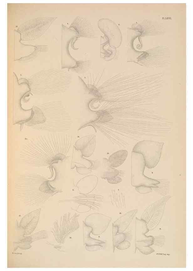 Reproducción/Reproduction 24842578442: A monograph of the British marine annelids.. London,The Ray society,1873/1900-1922/23.