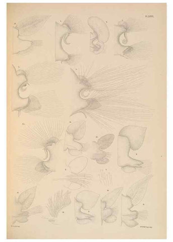 Reproducción/Reproduction 24842578442: A monograph of the British marine annelids.. London,The Ray society,1873/1900-1922/23.