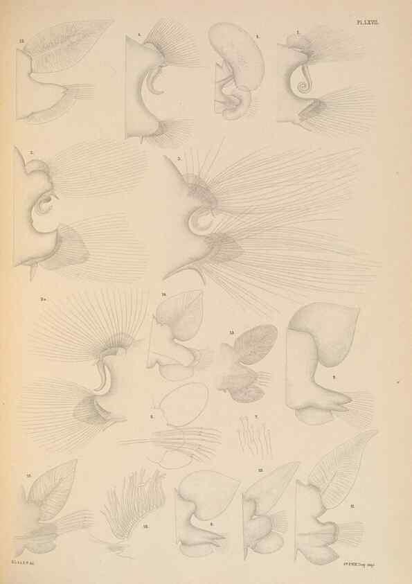 Reproducción/Reproduction 24842578442: A monograph of the British marine annelids.. London,The Ray society,1873/1900-1922/23.