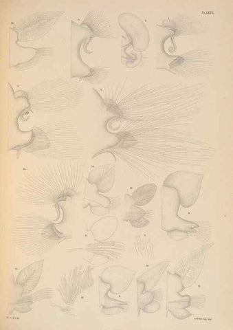 Reproducción/Reproduction 24842578442: A monograph of the British marine annelids.. London,The Ray society,1873/1900-1922/23.