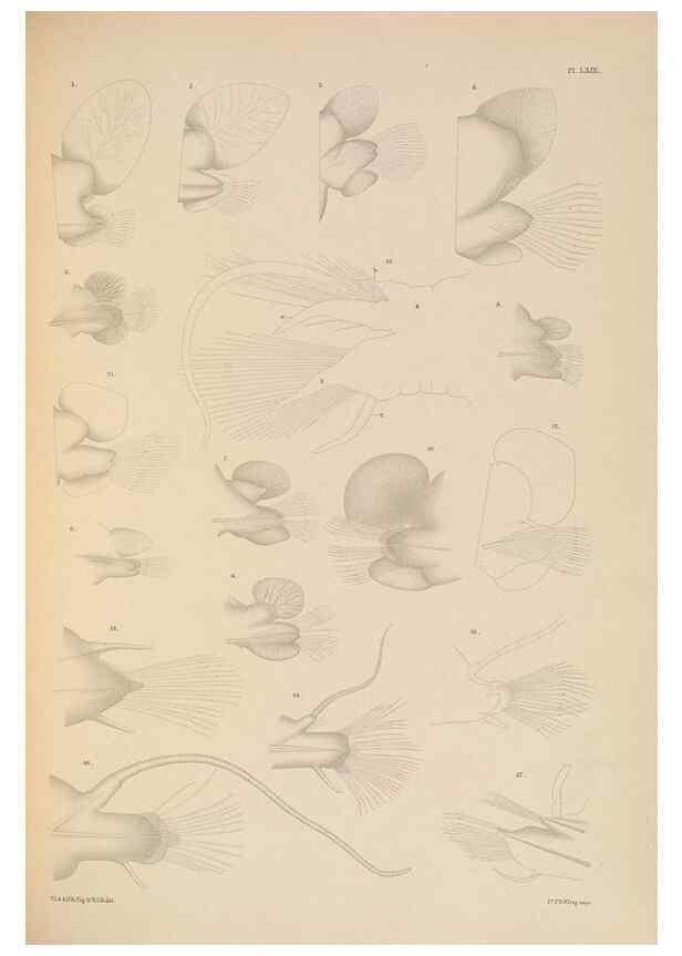 Reproducción/Reproduction 24665054760: A monograph of the British marine annelids.. London,The Ray society,1873/1900-1922/23.