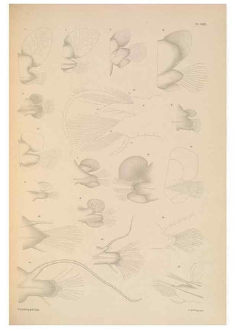 Reproducción/Reproduction 24665054760: A monograph of the British marine annelids.. London,The Ray society,1873/1900-1922/23.