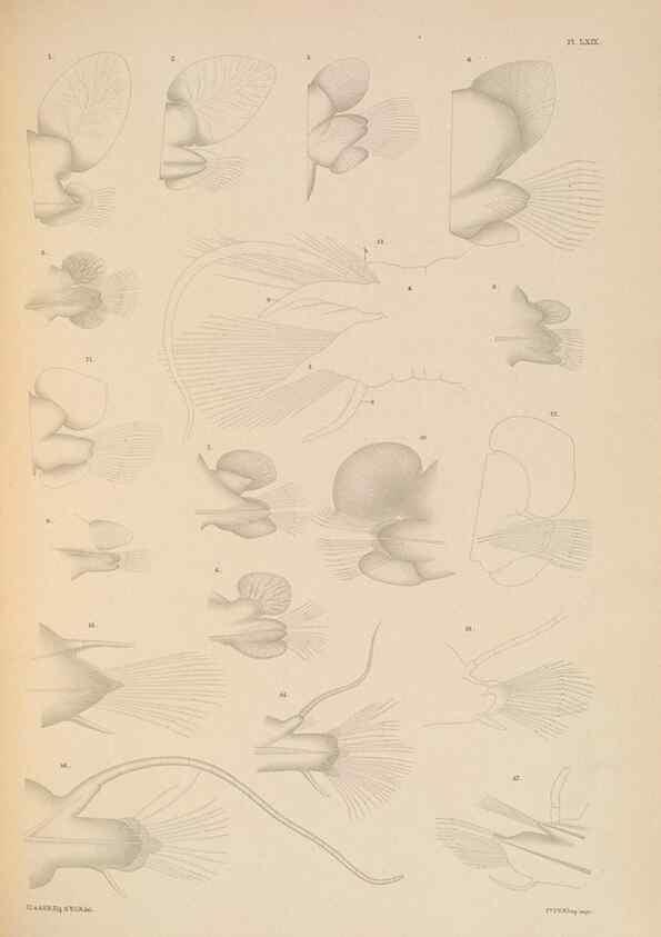 Reproducción/Reproduction 24665054760: A monograph of the British marine annelids.. London,The Ray society,1873/1900-1922/23.
