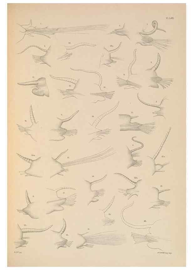 Reproducción/Reproduction 24592929629: A monograph of the British marine annelids.. London,The Ray society,1873/1900-1922/23.