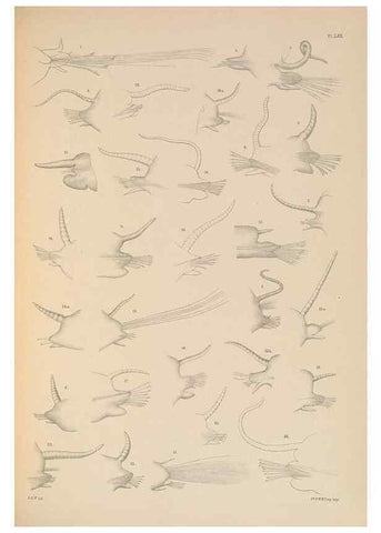 Reproducción/Reproduction 24592929629: A monograph of the British marine annelids.. London,The Ray society,1873/1900-1922/23.