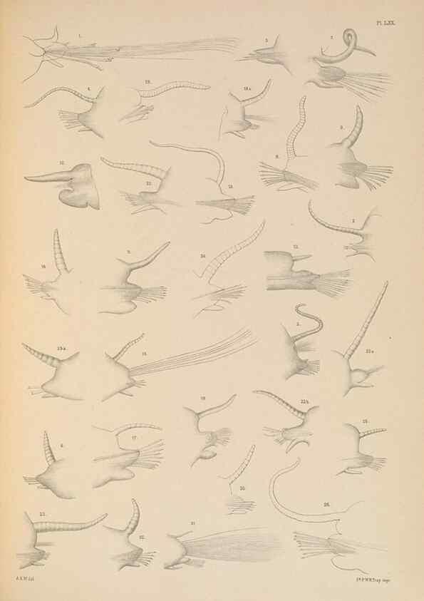 Reproducción/Reproduction 24592929629: A monograph of the British marine annelids.. London,The Ray society,1873/1900-1922/23.