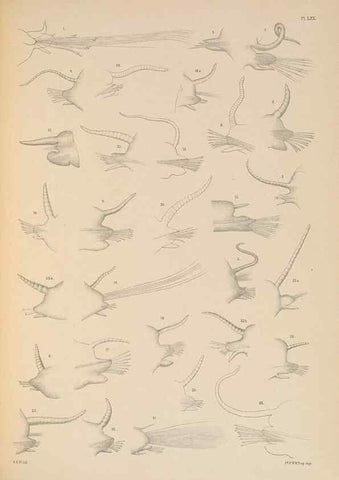 Reproducción/Reproduction 24592929629: A monograph of the British marine annelids.. London,The Ray society,1873/1900-1922/23.