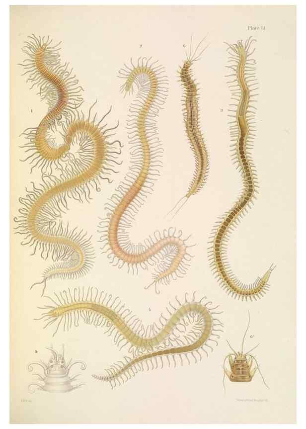 Reproducción/Reproduction 24593226509: A monograph of the British marine annelids.. London,The Ray society,1873/1900-1922/23.