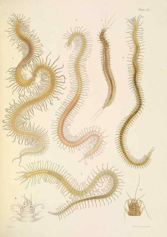Reproducción/Reproduction 24593226509: A monograph of the British marine annelids.. London,The Ray society,1873/1900-1922/23.