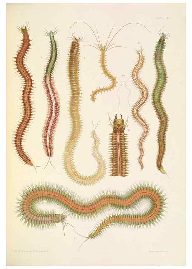 Reproducción/Reproduction 24867540331: A monograph of the British marine annelids.. London,The Ray society,1873/1900-1922/23.