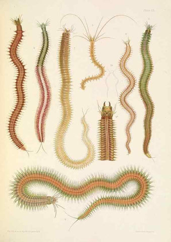 Reproducción/Reproduction 24867540331: A monograph of the British marine annelids.. London,The Ray society,1873/1900-1922/23.