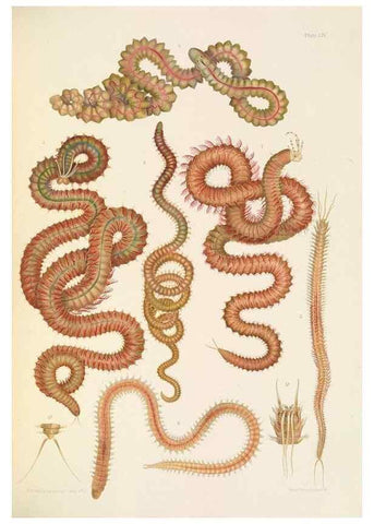 Reproducción/Reproduction 24960857315: A monograph of the British marine annelids.. London,The Ray society,1873/1900-1922/23.