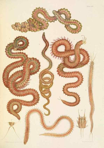 Reproducción/Reproduction 24960857315: A monograph of the British marine annelids.. London,The Ray society,1873/1900-1922/23.