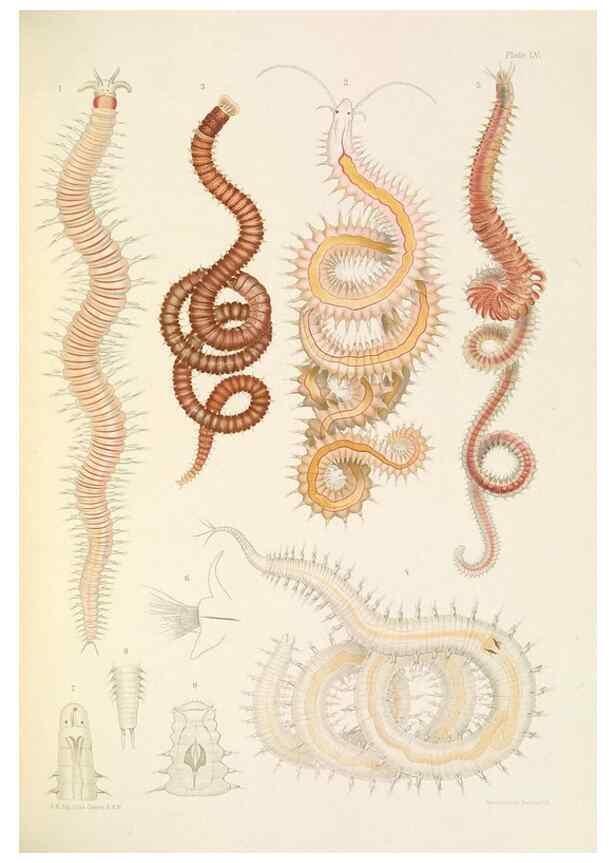 Reproducción/Reproduction 24960861955: A monograph of the British marine annelids.. London,The Ray society,1873/1900-1922/23.