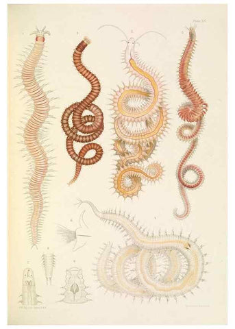 Reproducción/Reproduction 24960861955: A monograph of the British marine annelids.. London,The Ray society,1873/1900-1922/23.