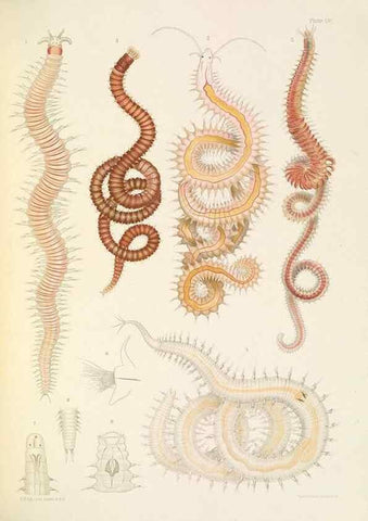 Reproducción/Reproduction 24960861955: A monograph of the British marine annelids.. London,The Ray society,1873/1900-1922/23.