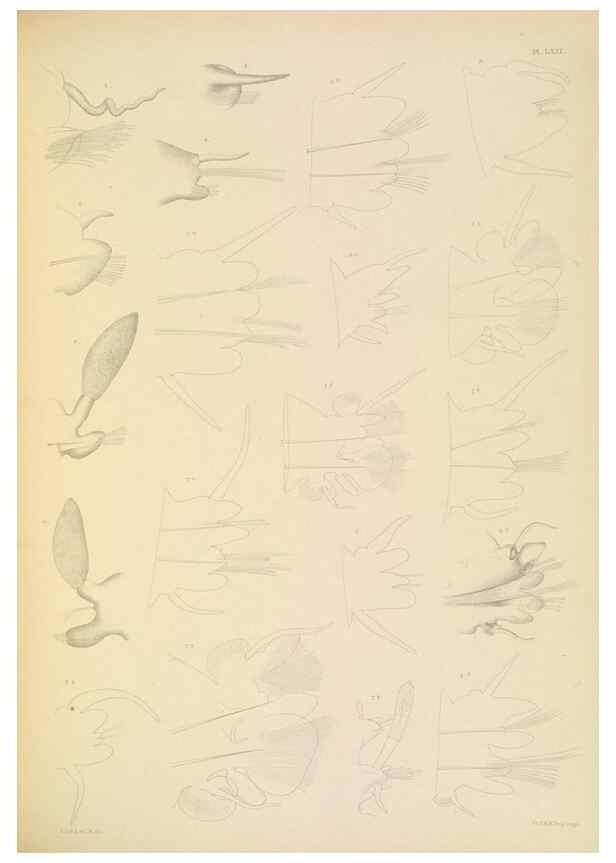 Reproducción/Reproduction 24334029813: A monograph of the British marine annelids.. London,The Ray society,1873/1900-1922/23.