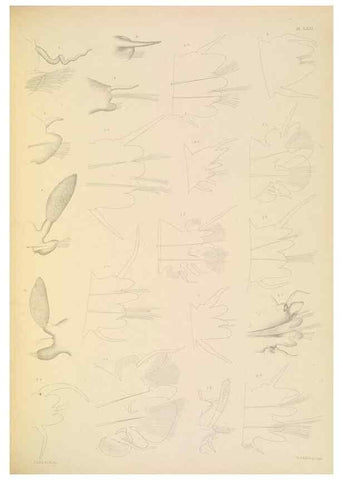 Reproducción/Reproduction 24334029813: A monograph of the British marine annelids.. London,The Ray society,1873/1900-1922/23.