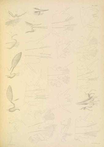 Reproducción/Reproduction 24334029813: A monograph of the British marine annelids.. London,The Ray society,1873/1900-1922/23.