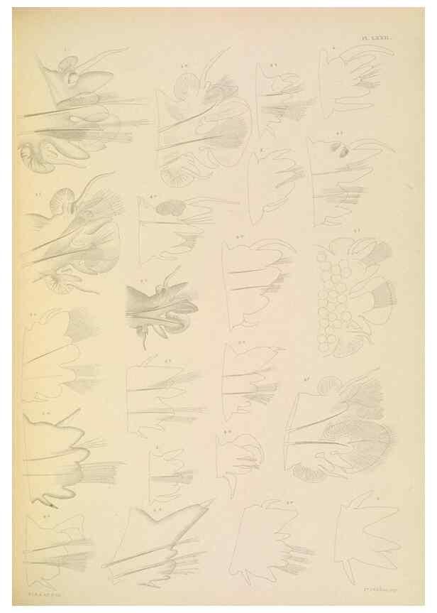 Reproducción/Reproduction 24960870895: A monograph of the British marine annelids.. London,The Ray society,1873/1900-1922/23.