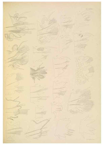 Reproducción/Reproduction 24960870895: A monograph of the British marine annelids.. London,The Ray society,1873/1900-1922/23.
