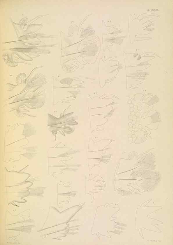 Reproducción/Reproduction 24960870895: A monograph of the British marine annelids.. London,The Ray society,1873/1900-1922/23.