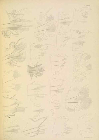 Reproducción/Reproduction 24960870895: A monograph of the British marine annelids.. London,The Ray society,1873/1900-1922/23.