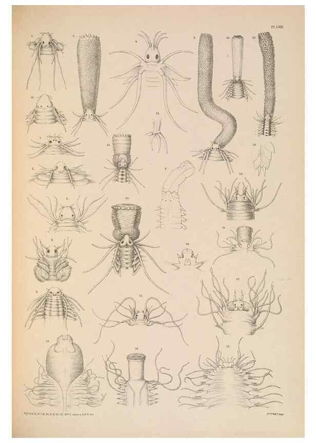 Reproducción/Reproduction 24842535832: A monograph of the British marine annelids.. London,The Ray society,1873/1900-1922/23.