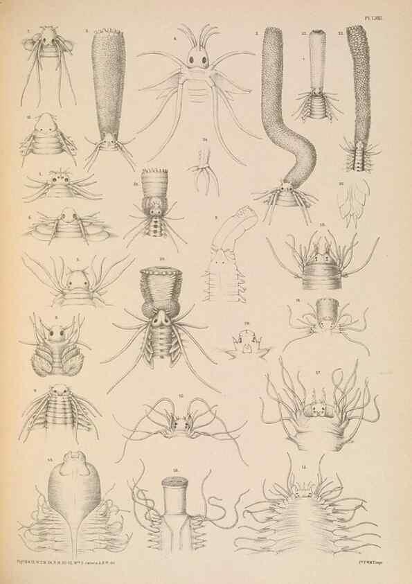 Reproducción/Reproduction 24842535832: A monograph of the British marine annelids.. London,The Ray society,1873/1900-1922/23.
