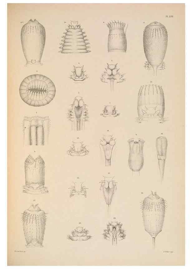 Reproducción/Reproduction 24665000070: A monograph of the British marine annelids.. London,The Ray society,1873/1900-1922/23.