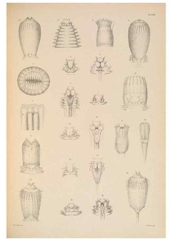 Reproducción/Reproduction 24665000070: A monograph of the British marine annelids.. London,The Ray society,1873/1900-1922/23.
