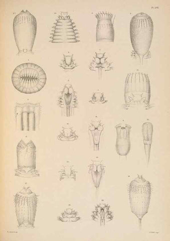 Reproducción/Reproduction 24665000070: A monograph of the British marine annelids.. London,The Ray society,1873/1900-1922/23.