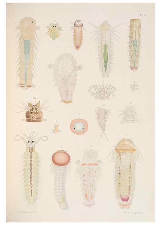 Reproducción/Reproduction 24333642703: A monograph of the British marine annelids.. London,The Ray society,1873/1900-1922/23.
