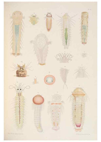 Reproducción/Reproduction 24333642703: A monograph of the British marine annelids.. London,The Ray society,1873/1900-1922/23.
