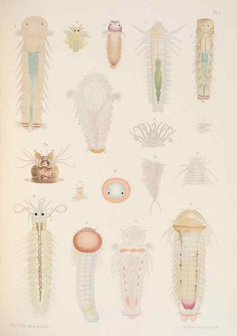 Reproducción/Reproduction 24333642703: A monograph of the British marine annelids.. London,The Ray society,1873/1900-1922/23.