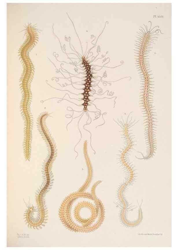 Reproducción/Reproduction 24329878404: A monograph of the British marine annelids.. London,The Ray society,1873/1900-1922/23.
