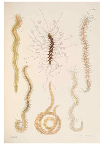 Reproducción/Reproduction 24329878404: A monograph of the British marine annelids.. London,The Ray society,1873/1900-1922/23.