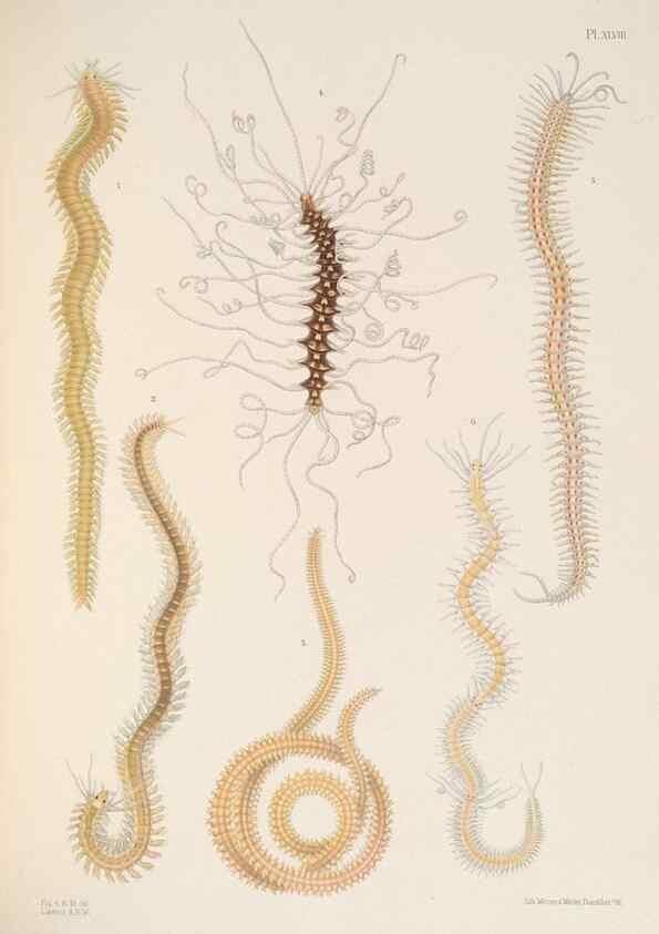 Reproducción/Reproduction 24329878404: A monograph of the British marine annelids.. London,The Ray society,1873/1900-1922/23.