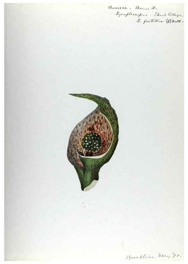 Reproducción/Reproduction 24851295951: [Water-color sketches of plants of North America and Europe]. 