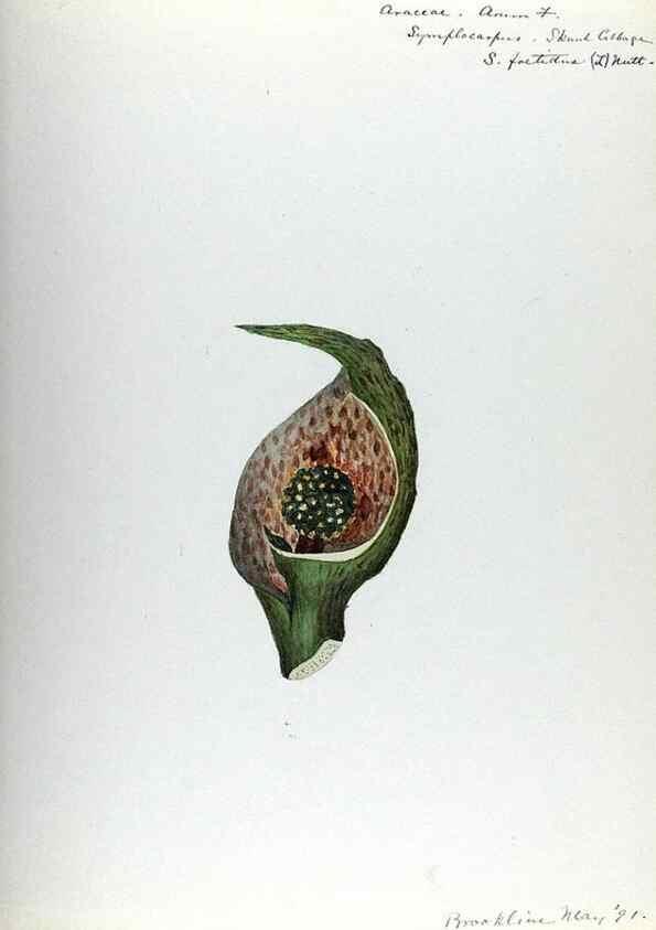 Reproducción/Reproduction 24851295951: [Water-color sketches of plants of North America and Europe]. 